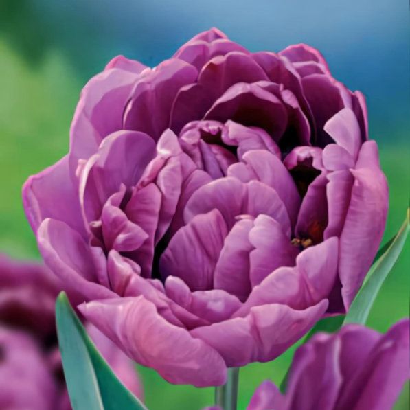 Тюльпан Пионовидный Lilac Perfection (Лилак Перфекшн)